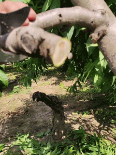 革命  楽切り 電動ガーデンハサミ
